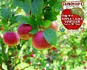862253000240 - 2.webp